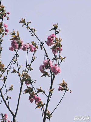 【生機(jī)盎然的世界】春的畫卷