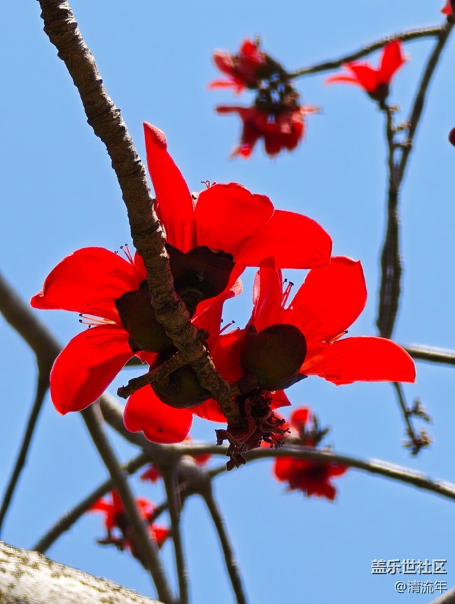 【春日尋花】花開茂盛