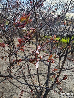 生機盎然的世界 花花草草