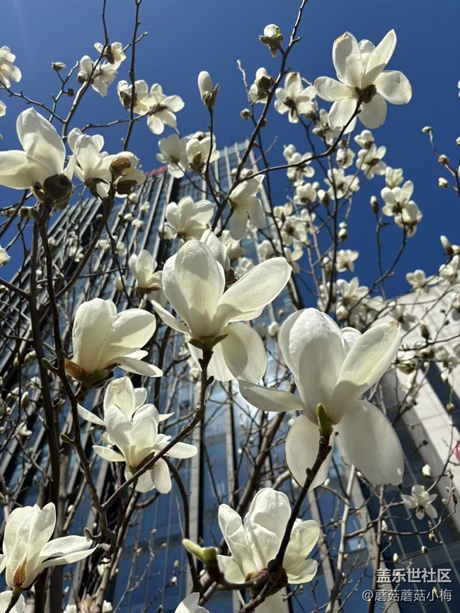 【青青嫩芽】玉蘭花開，東塔好美