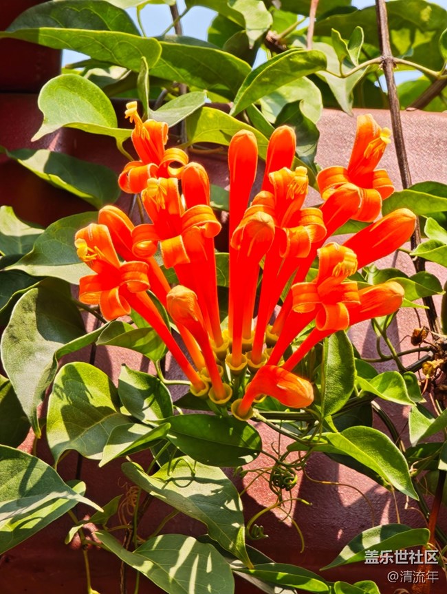 【春日尋花】花開茂盛