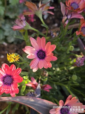 漂亮的花朵愉快的心情