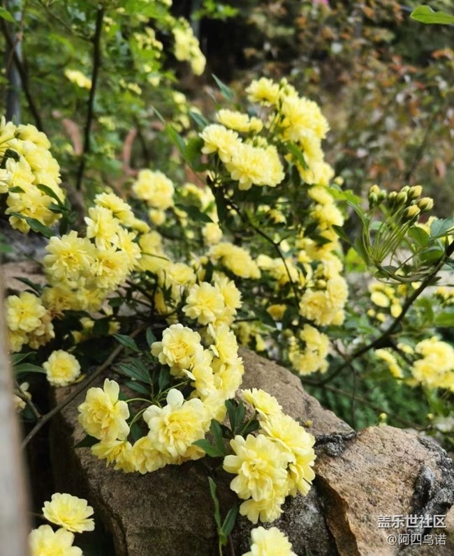 【春日尋花】黃木香