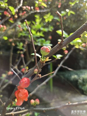 【生機盎然的世界】

花語春意