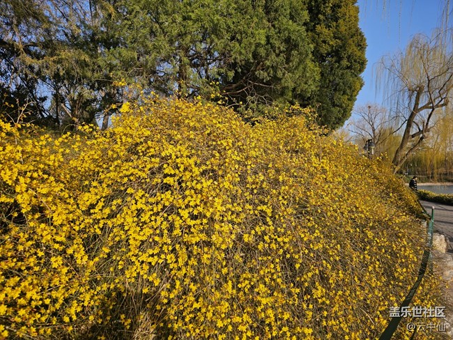 【春日序曲】迎春迎春