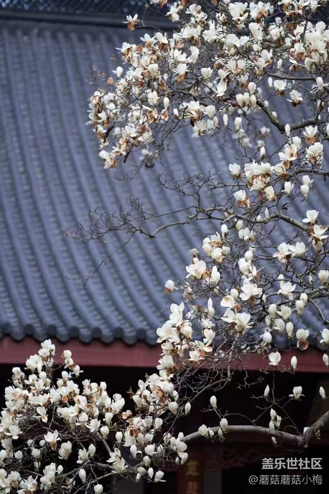 【青青嫩芽】玉蘭花開，東塔好美