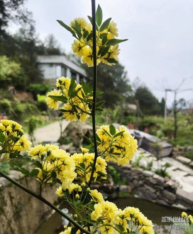 【春日尋花】黃木香