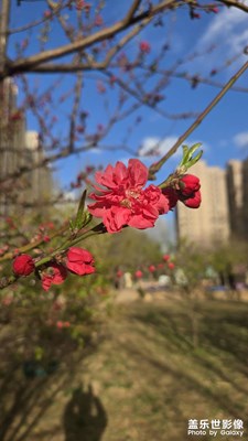 花都開(kāi)了#春日調(diào)色盤(pán)#
