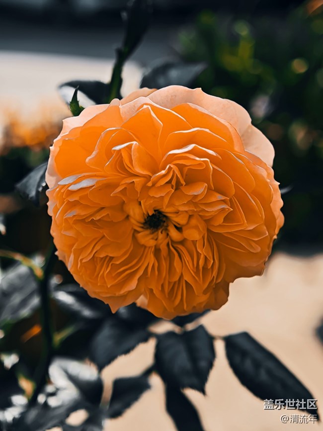 【春日尋花】花開茂盛