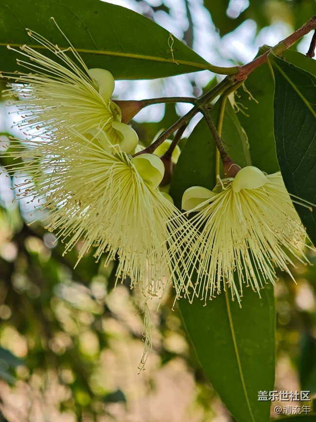 【春日尋花】花開茂盛