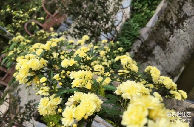 【春日尋花】黃木香