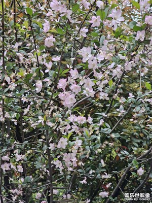 【生機(jī)盎然的世界】生機(jī)勃勃