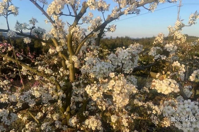 【廣州的花花們】百花齊放