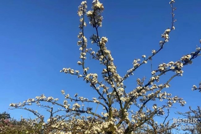 【廣州的花花們】百花齊放