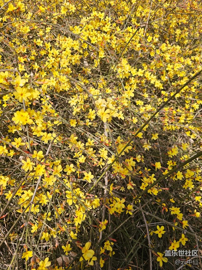 【春日序曲】迎春迎春