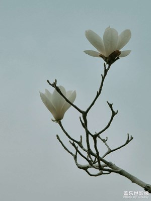 【生機盎然的世界】皎皎白玉蘭