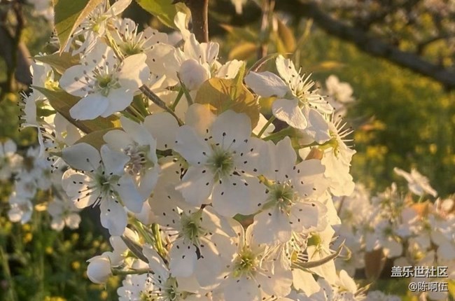 【廣州的花花們】百花齊放