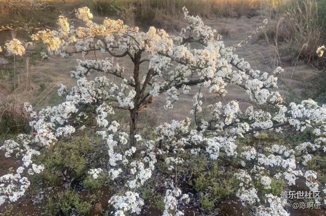 【廣州的花花們】百花齊放