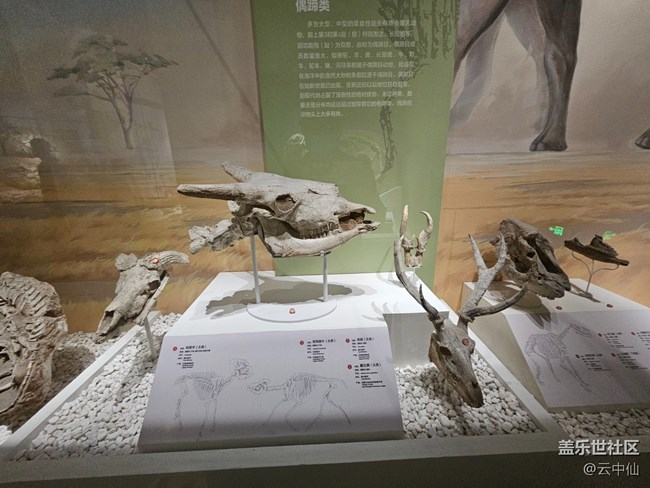 【春日序曲】遠古巨獸