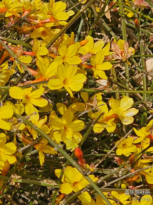 【春日序曲】迎春迎春