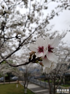 【生機(jī)盎然的世界】櫻花