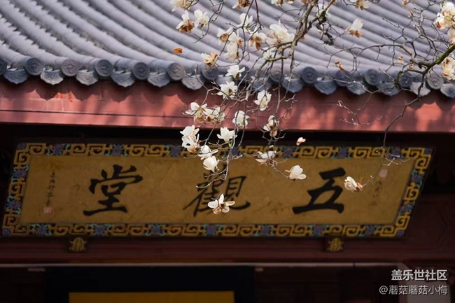 【青青嫩芽】玉蘭花開，東塔好美