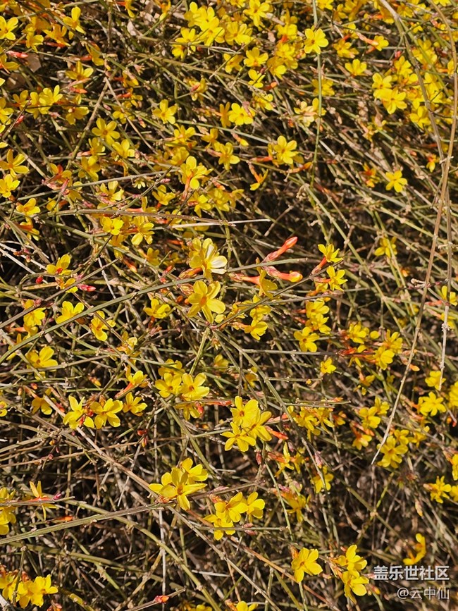 【春日序曲】迎春迎春