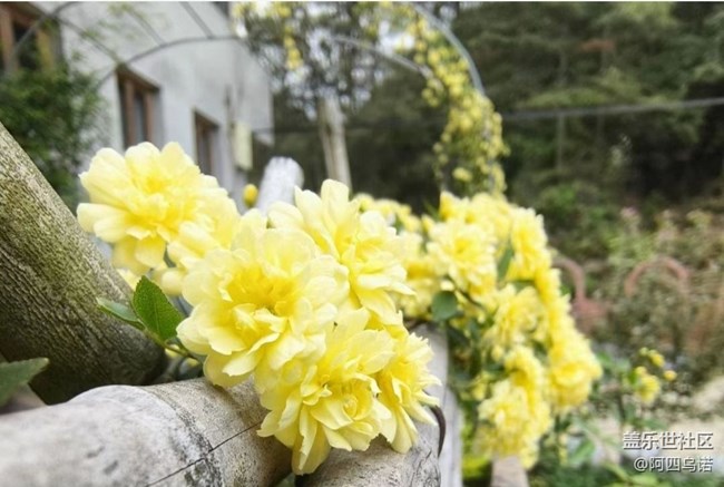 【春日尋花】黃木香