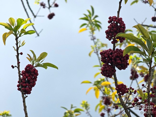 【醒春】春天來了