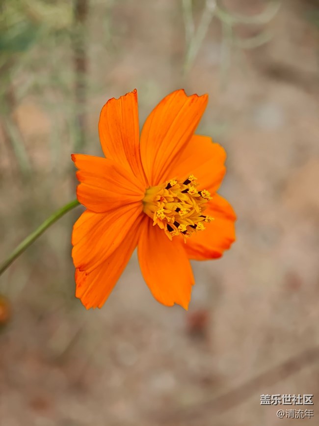 【春日尋花】花開茂盛