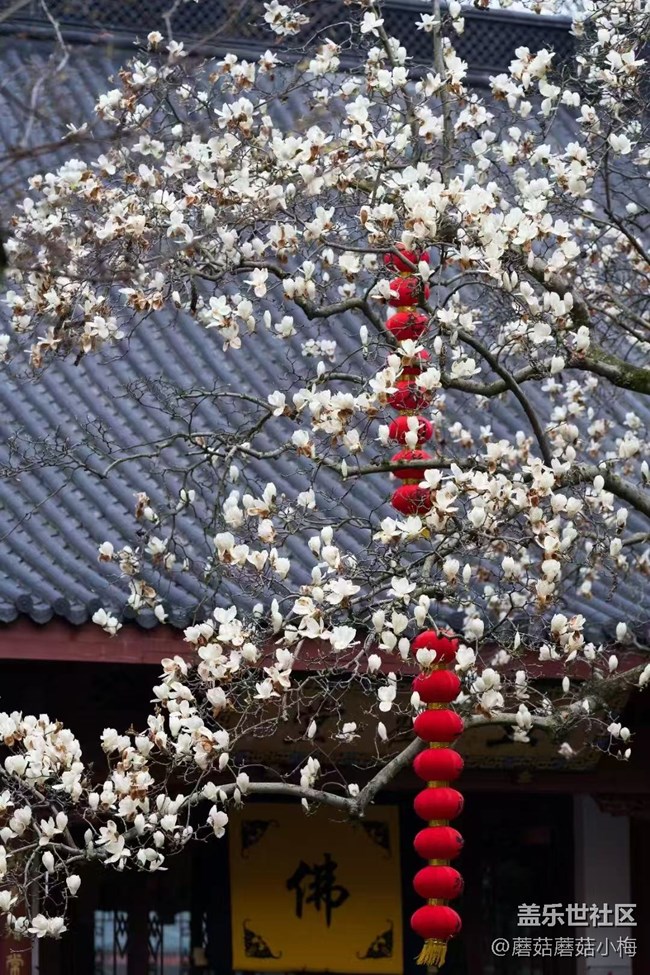 【青青嫩芽】玉蘭花開，東塔好美