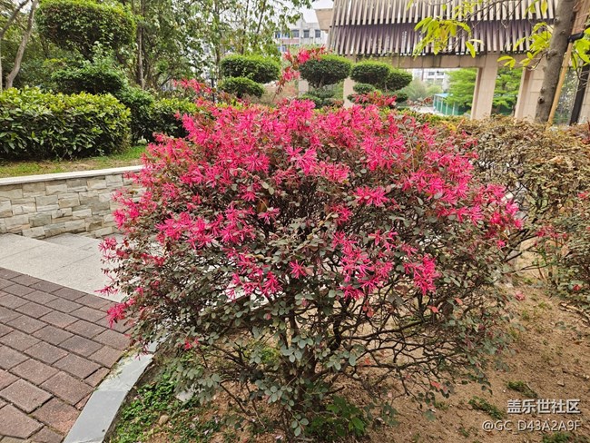 【廣州的花花們】生活的詩意