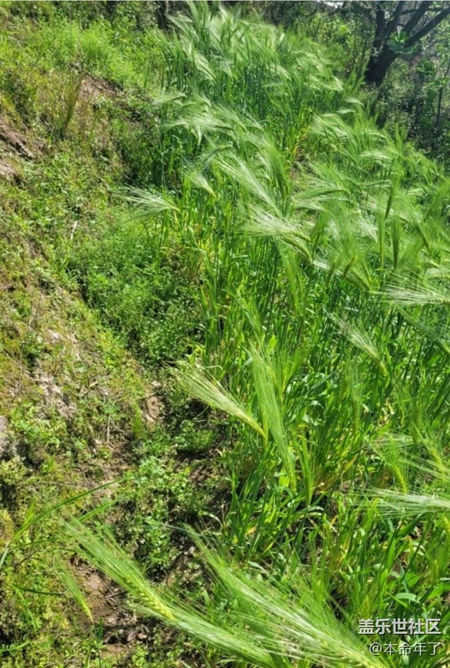【春日踏青季】麥田