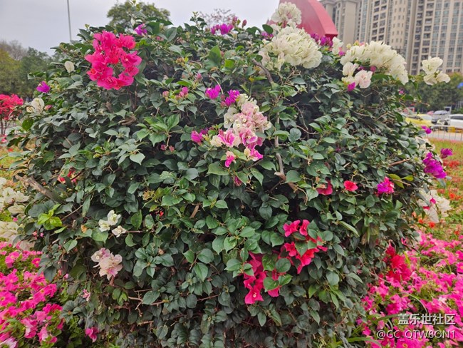 【廣州的花花們】