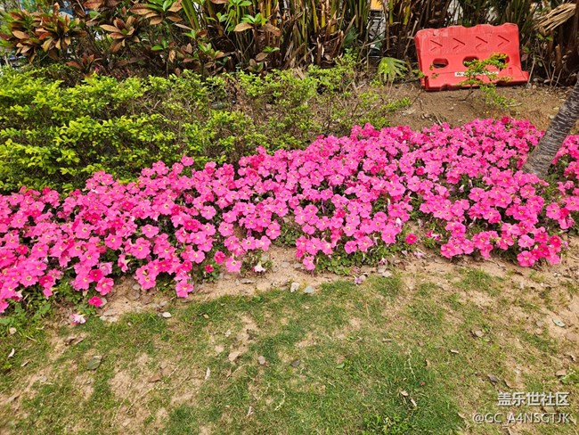 【廣州的花花們】一地盛開(kāi)的花
