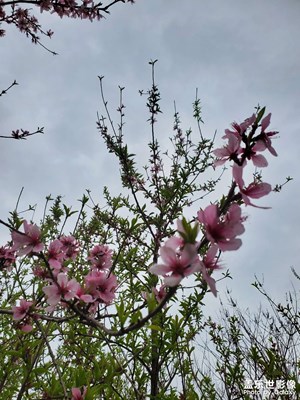 【生機(jī)盎然的世界】+桃花