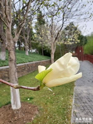 【生機(jī)盎然的世界】+白色的花