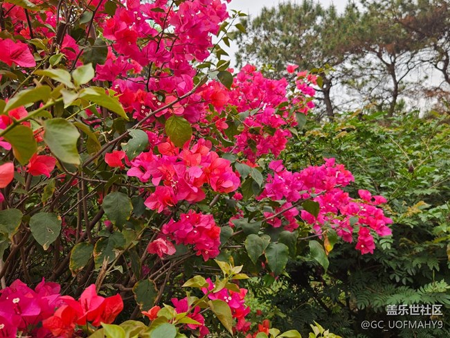 【廣州的花花們】一朵朵鮮花
