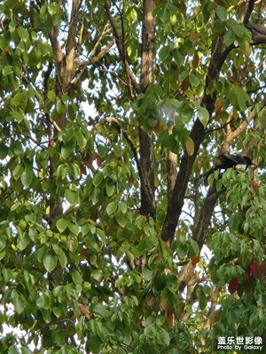 生機(jī)盎然的世界