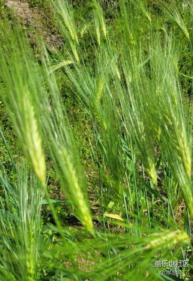 【春日踏青季】麥田