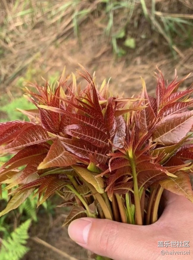 【春日踏青季】摘野菜