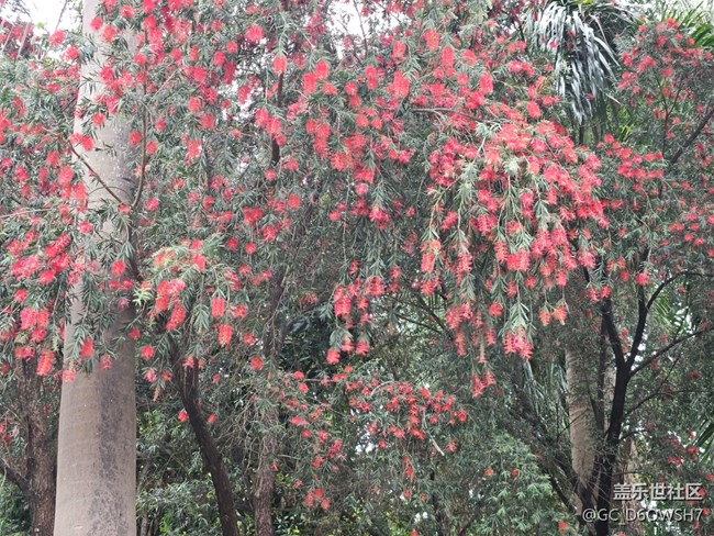 【廣州的花花們】春日繁花盛開