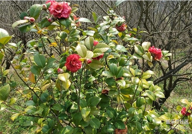 【廣州的花花們】春花