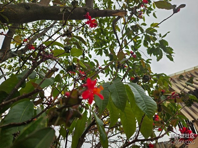 【廣州的花花們】不知名的小花