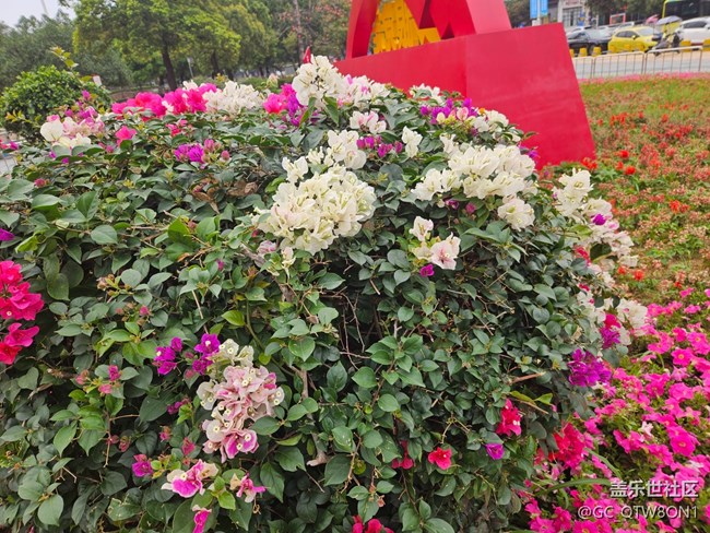 【廣州的花花們】