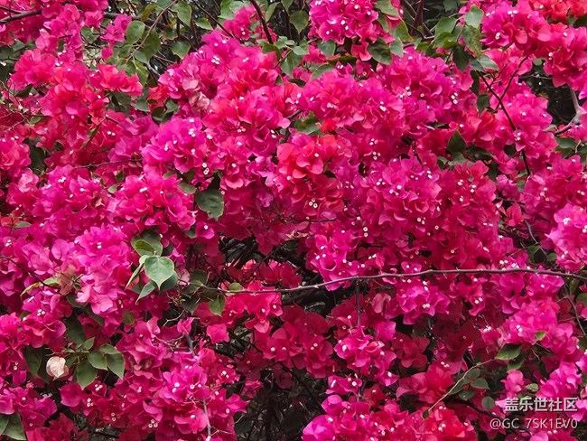 【廣州的花花們】春日浪漫花開