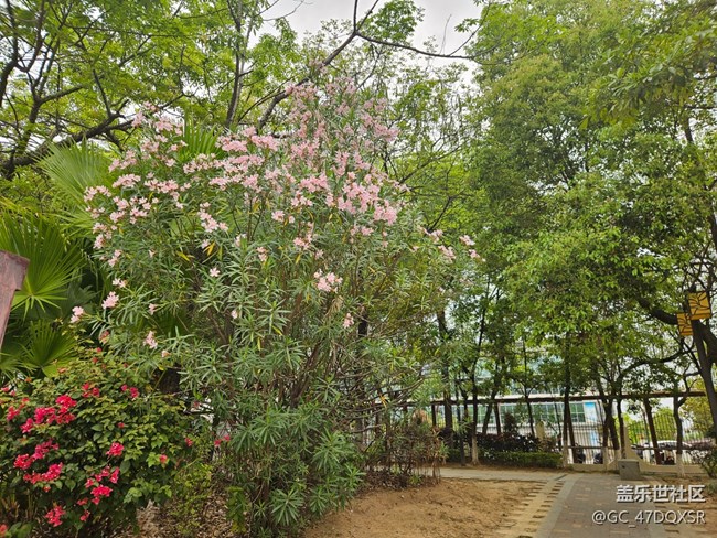 【廣州的花花們】淡淡粉紅的鮮花