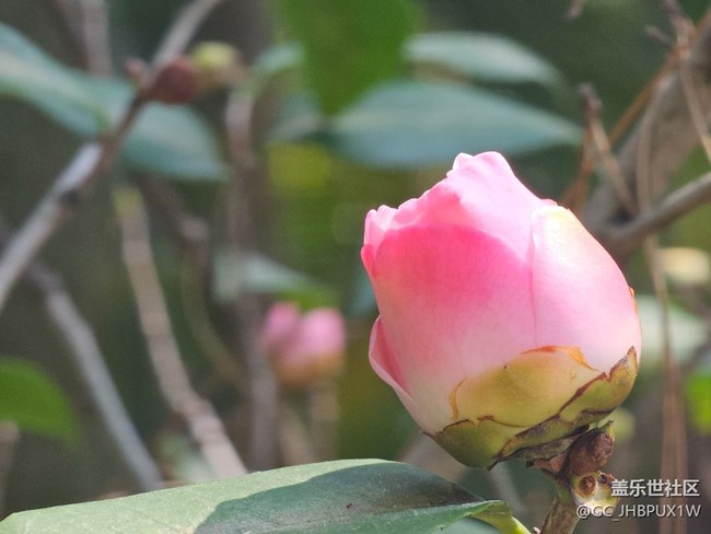 【咬春食補(bǔ)圖鑒】午后