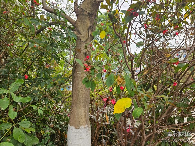 【廣州的花花們】不知名的小花