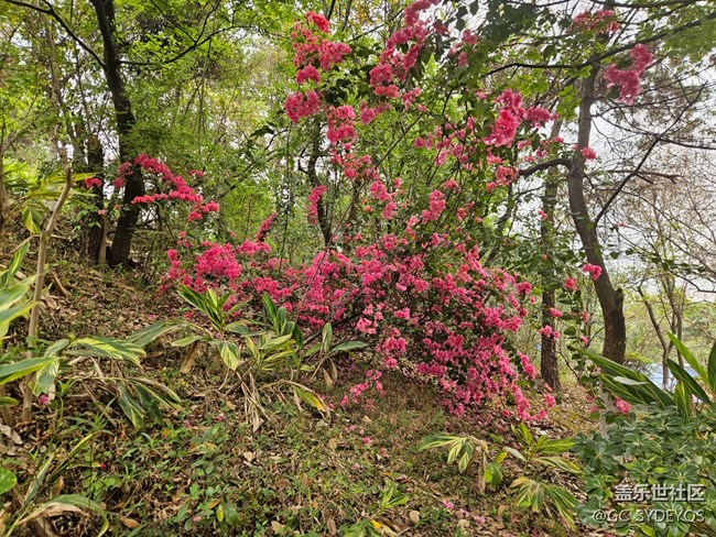 【廣州的花花們】公園盛開(kāi)的花朵